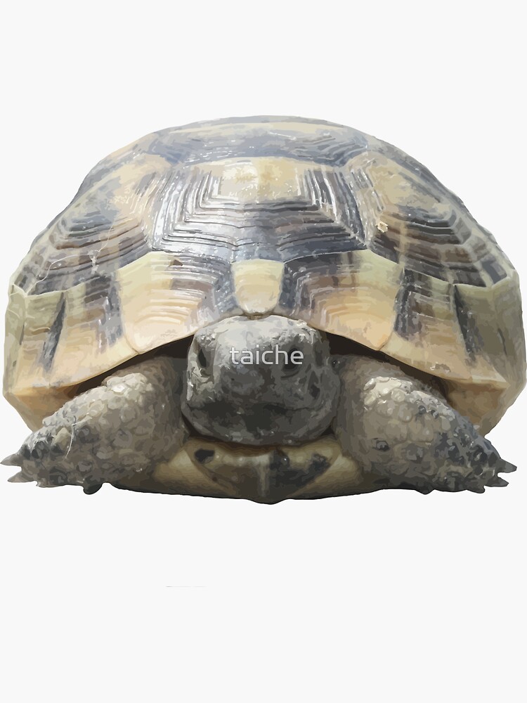 "Greek Tortoise Testudo Tucked In Shell Cut Out" Sticker for Sale by