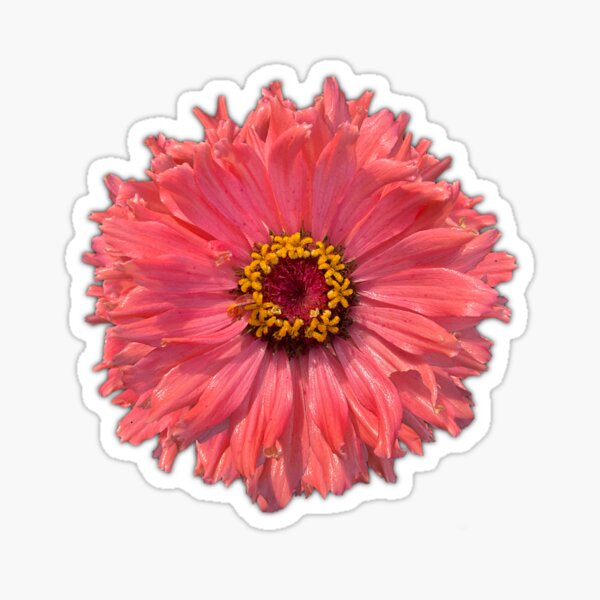 Field Guide to Zinnias, No. 19, Pink Señorita Zinnia Flower Sticker