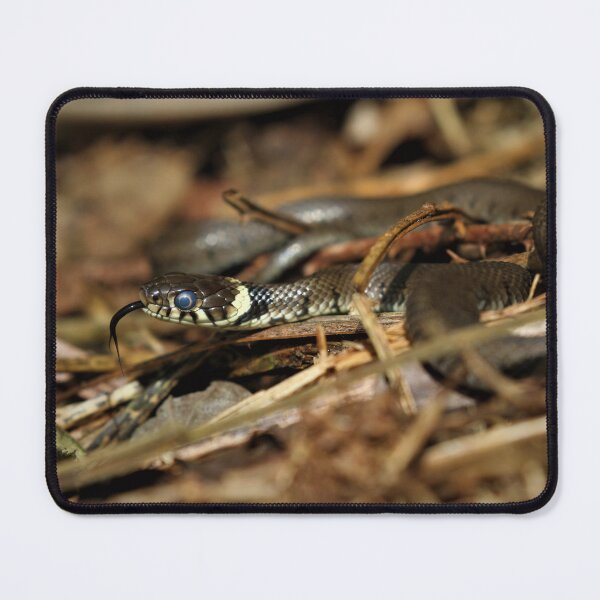 Item preview, Grass snake -  Natrix natrix  designed and sold by Christian Moss.