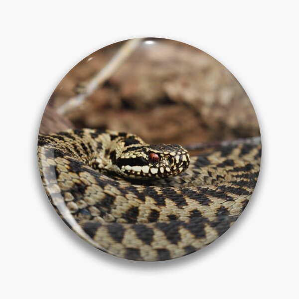 Item preview, Adder - Vipera berus designed and sold by Christian Moss.