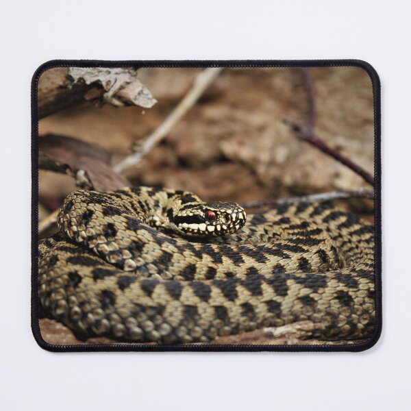 Item preview, Adder - Vipera berus designed and sold by Christian Moss.