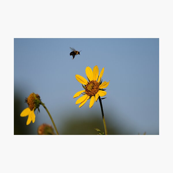 Buzzing the Tower Photographic Print