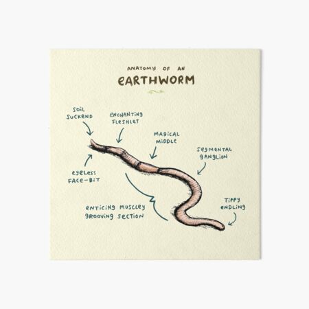 Anatomy of an Earthworm Art Board Print for Sale by Sophie Corrigan