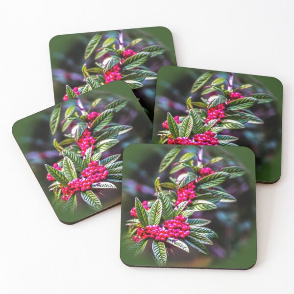 Item preview, Cotoneaster Rothschildianus designed and sold by indiafrankk.