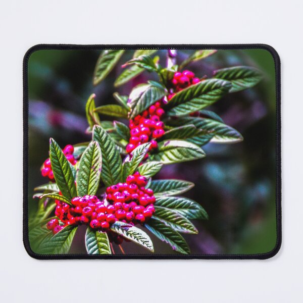 Item preview, Cotoneaster Rothschildianus designed and sold by indiafrankk.