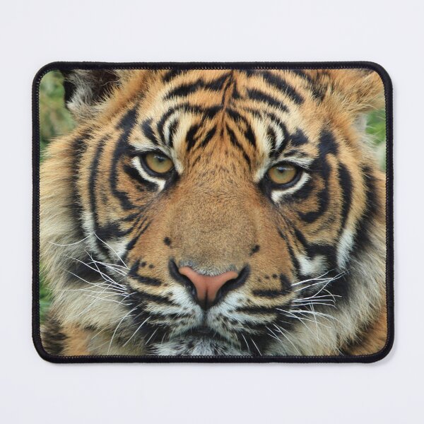 Item preview, Bengal Tiger  designed and sold by AnimalLover4eva.