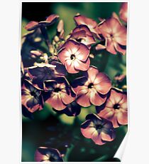 Blooms Poster
