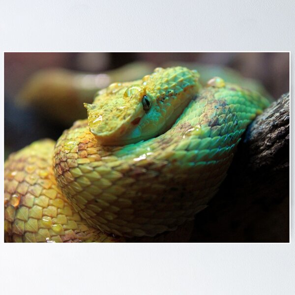 Item preview, Eyelash Viper designed and sold by Dave Cauchi.