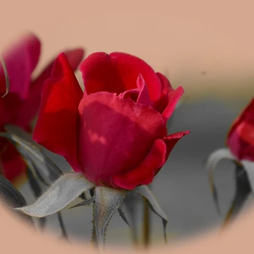 Artwork thumbnail, Beautiful Rounded Red Rose by Azraqcrafts