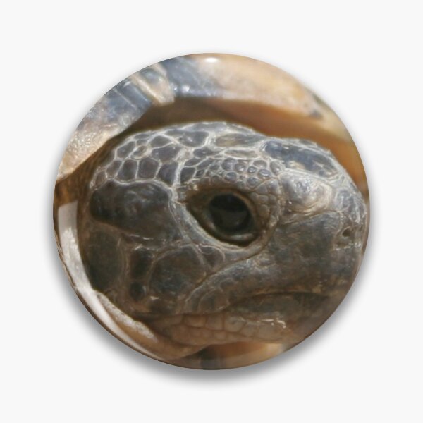 Item preview, Portrait of a Young Wild Tortoise Close Up designed and sold by taiche.