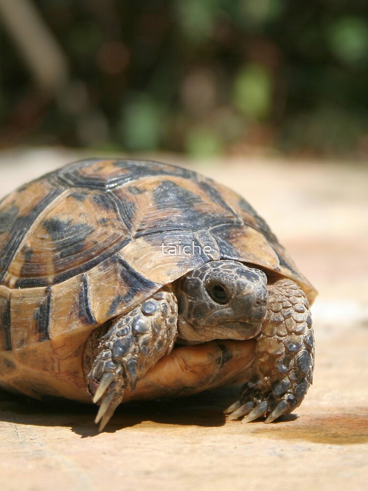 Jeune tortue sortant de sa carapace Sac cordon