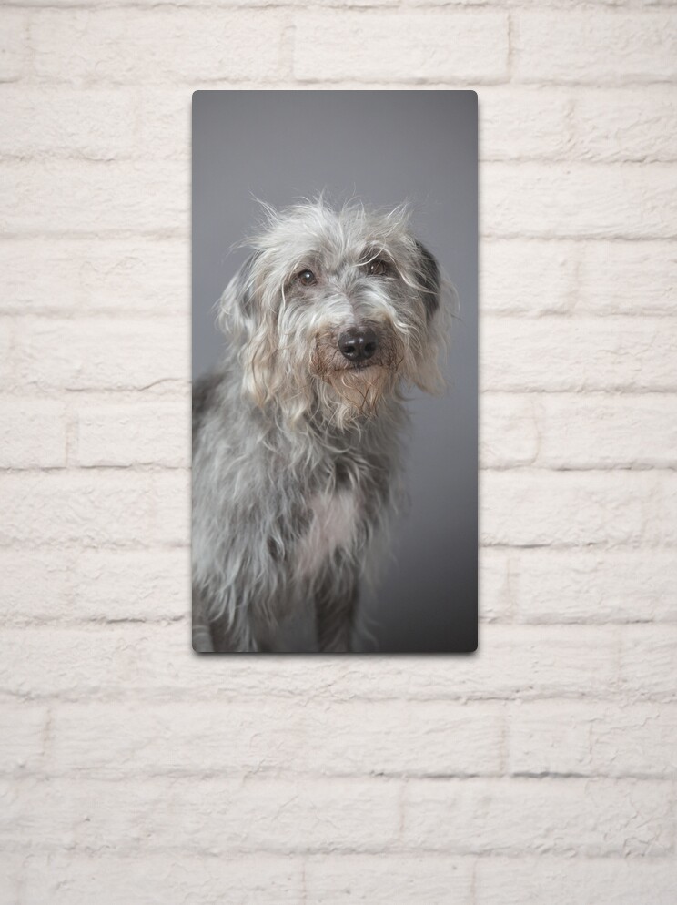 Rough coated bedlington whippet for sale cheap
