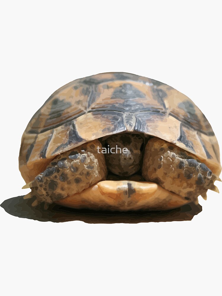 "Young Spur Thighed Tortoise Looking Out of Its Shell Cut Out" Sticker