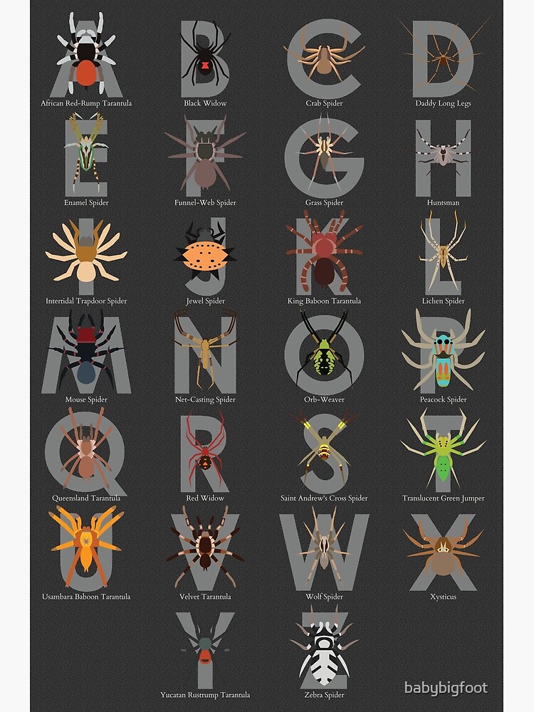 "Spider And Tarantula Alphabet" Photographic Print By Babybigfoot ...