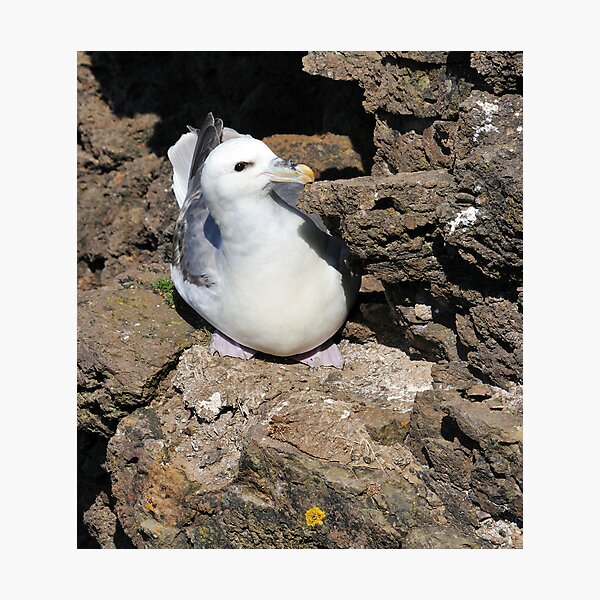 Item preview, Fulmar at Esha Ness designed and sold by Richard Ion.