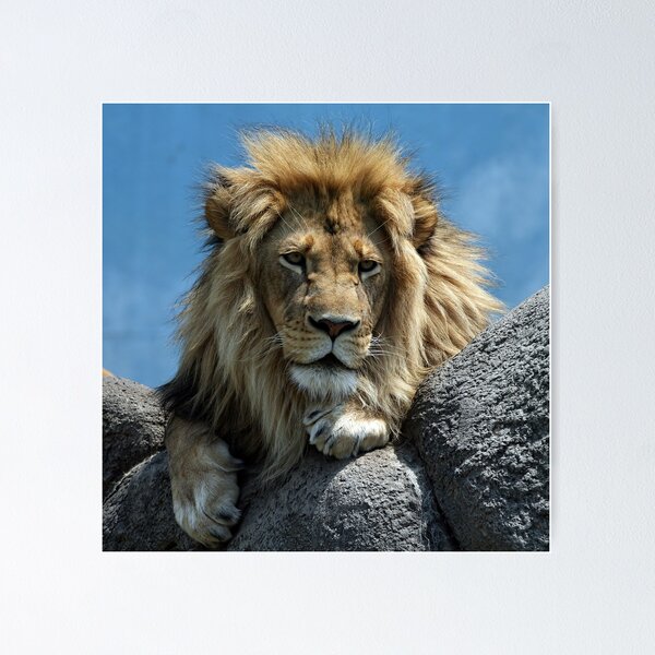 Item preview, King designed and sold by BigD.