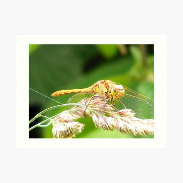 Dragon Fly Art Print