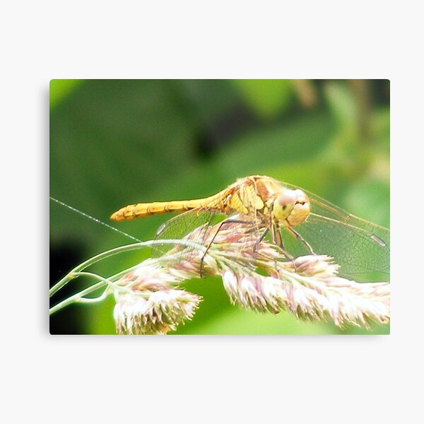Dragon Fly Metal Print