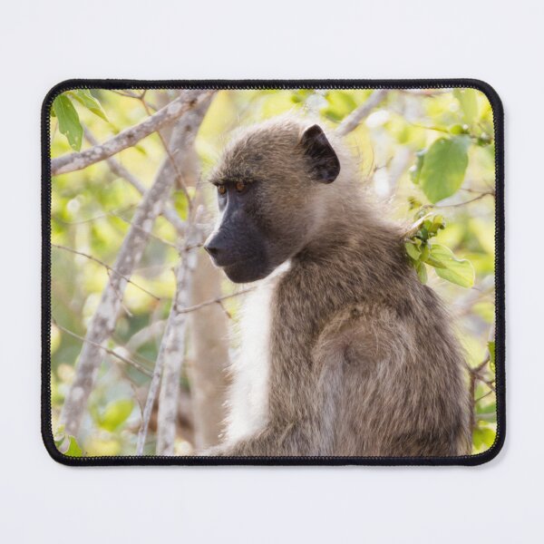 Item preview, Chacma Baboon - Kruger National Park, South Africa designed and sold by holgermader.
