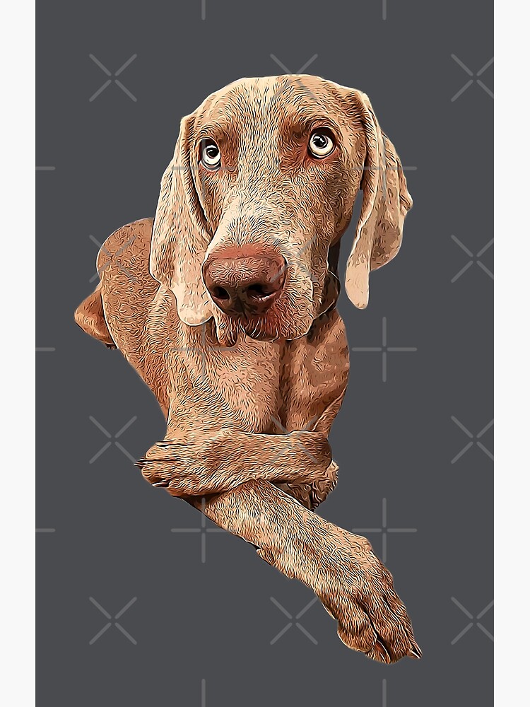 Weimaraner best sale x staffy