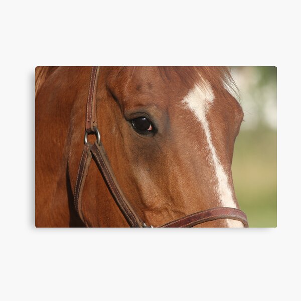 I'm watching you... Metal Print