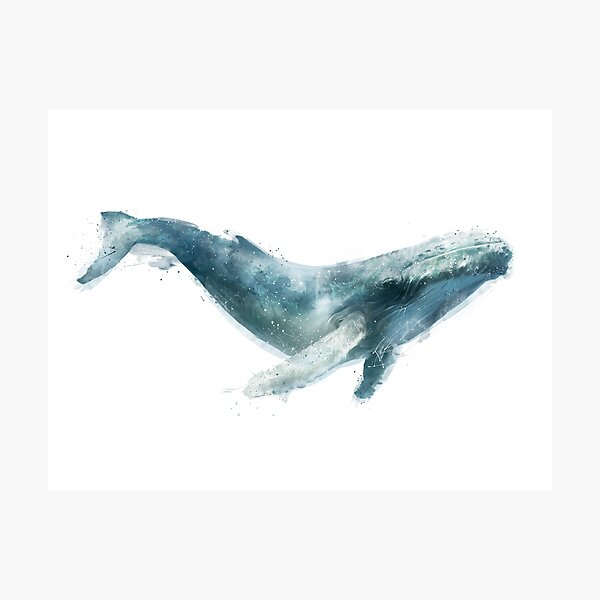 Humpback Whale Photographic Print