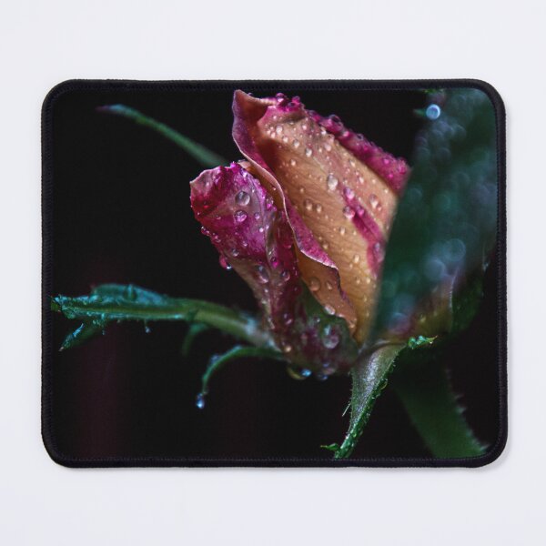 Item preview, Drenched rose designed and sold by indiafrankk.