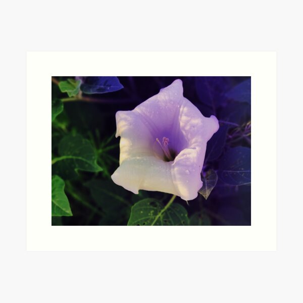Aperçu de l'œuvre Moonflower sur Sandia, Nouveau-Mexique créée et vendue par Marielle Valenzuela.
