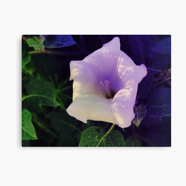 Aperçu de l'œuvre Moonflower sur Sandia, Nouveau-Mexique créée et vendue par Marielle Valenzuela.