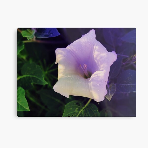 Aperçu de l'œuvre Moonflower sur Sandia, Nouveau-Mexique créée et vendue par Marielle Valenzuela.