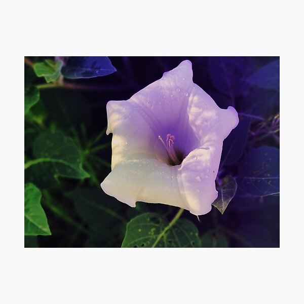 Aperçu de l'œuvre Moonflower sur Sandia, Nouveau-Mexique créée et vendue par Marielle Valenzuela.
