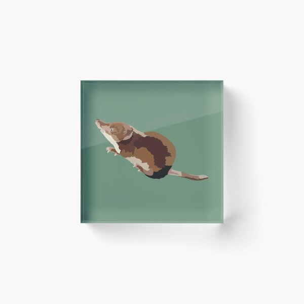 Item preview, C is for Common Shrew , Common Shrew Illustration – Small Mammal Wildlife Art for Nature Enthusiasts designed and sold by PrettylittlepastelUk.