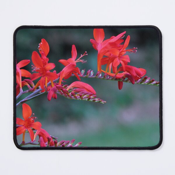 Item preview, Crocosmia Lucifer - Montbretia designed and sold by Sharon Perrett.