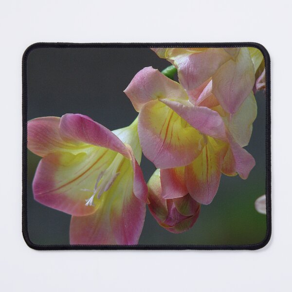 Item preview, A Gorgeous Freesia designed and sold by Sharon Perrett.