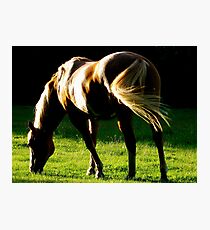 Pasture Photographic Print
