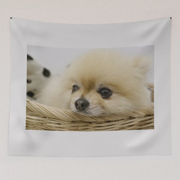 Item preview, A cute white furry puppy is lying in a basket. designed and sold by ATime7Day.