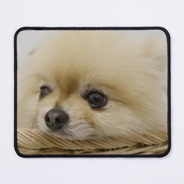 Item preview, A cute white furry puppy is lying in a basket. designed and sold by ATime7Day.