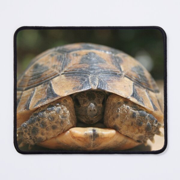 Item preview, Young Spur Thighed Tortoise Looking Out of Its Shell designed and sold by taiche.