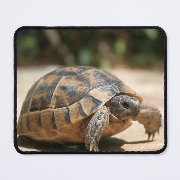 Item preview, Portrait of a Young Wild Tortoise Close Up designed and sold by taiche.