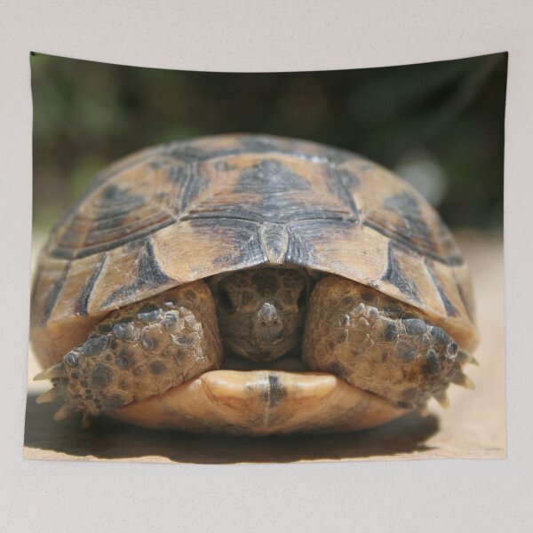 Item preview, Young Spur Thighed Tortoise Looking Out of Its Shell designed and sold by taiche.