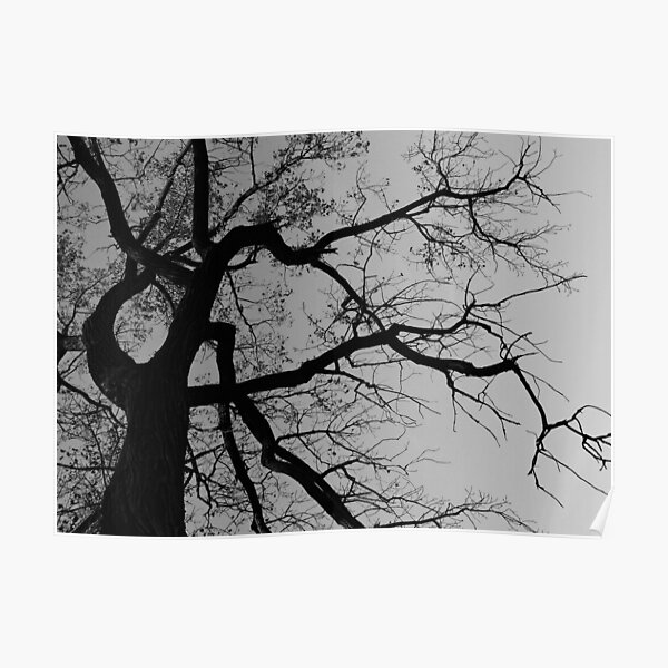 Look Up For The Poetry Poster