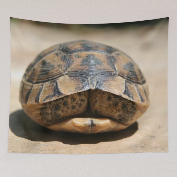 Item preview, Tortoise Hiding In Its Shell Close Up Photograph designed and sold by taiche.