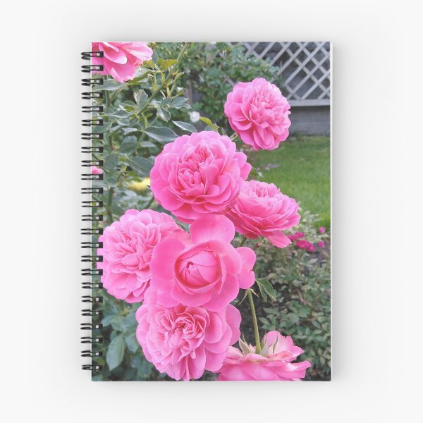 Item preview, Pink roses are always the right choice designed and sold by Raigitam.