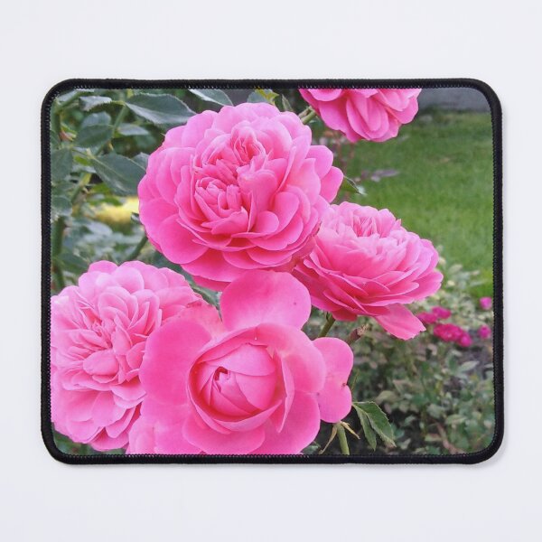 Item preview, Pink roses are always the right choice designed and sold by Raigitam.