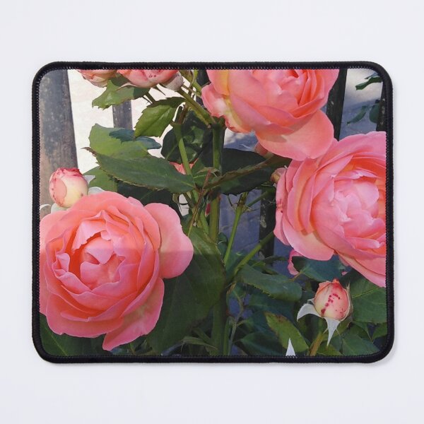 Item preview, An orange rose is like the romance of a sunset designed and sold by Raigitam.