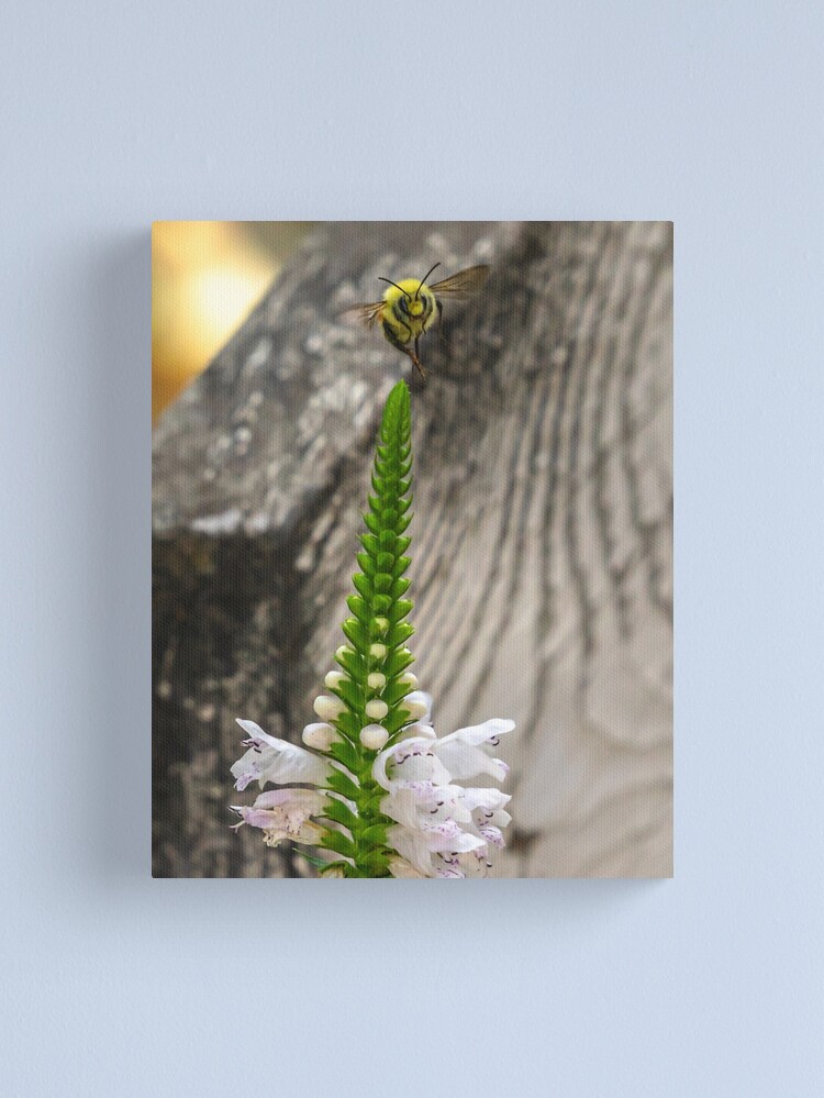 Thumbnail 1 of 3, Canvas Print, Last Bee designed and sold by darren-j-mcleod.