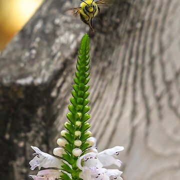 Artwork thumbnail, Last Bee by darren-j-mcleod