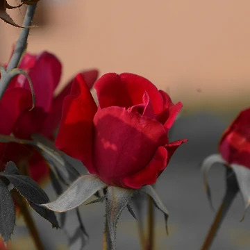 Artwork thumbnail, Beautiful Focused Red Roses by Azraqcrafts