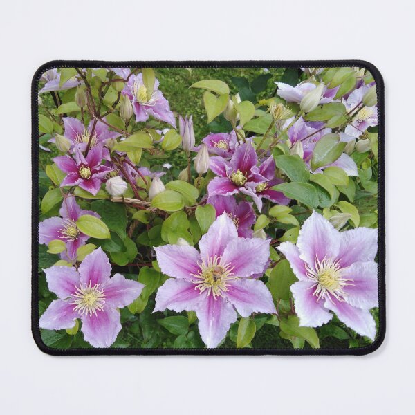 Item preview, Clematis craves the romance of summer back designed and sold by Raigitam.