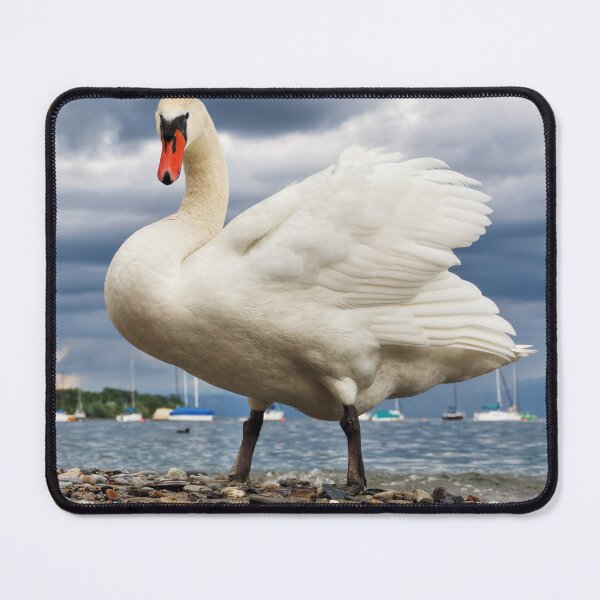 Item preview, Swan in Hagnau - Lake Constance, Germany designed and sold by holgermader.